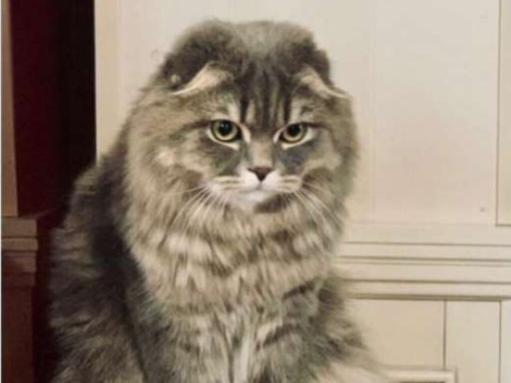 Жена Зеленского показала своего «недовольного» кота (ФОТО)