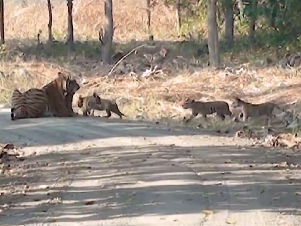 Тигрица, выгуливающая свое потомство, привлекла внимание туристов в Индии (ФОТО, ВИДЕО)