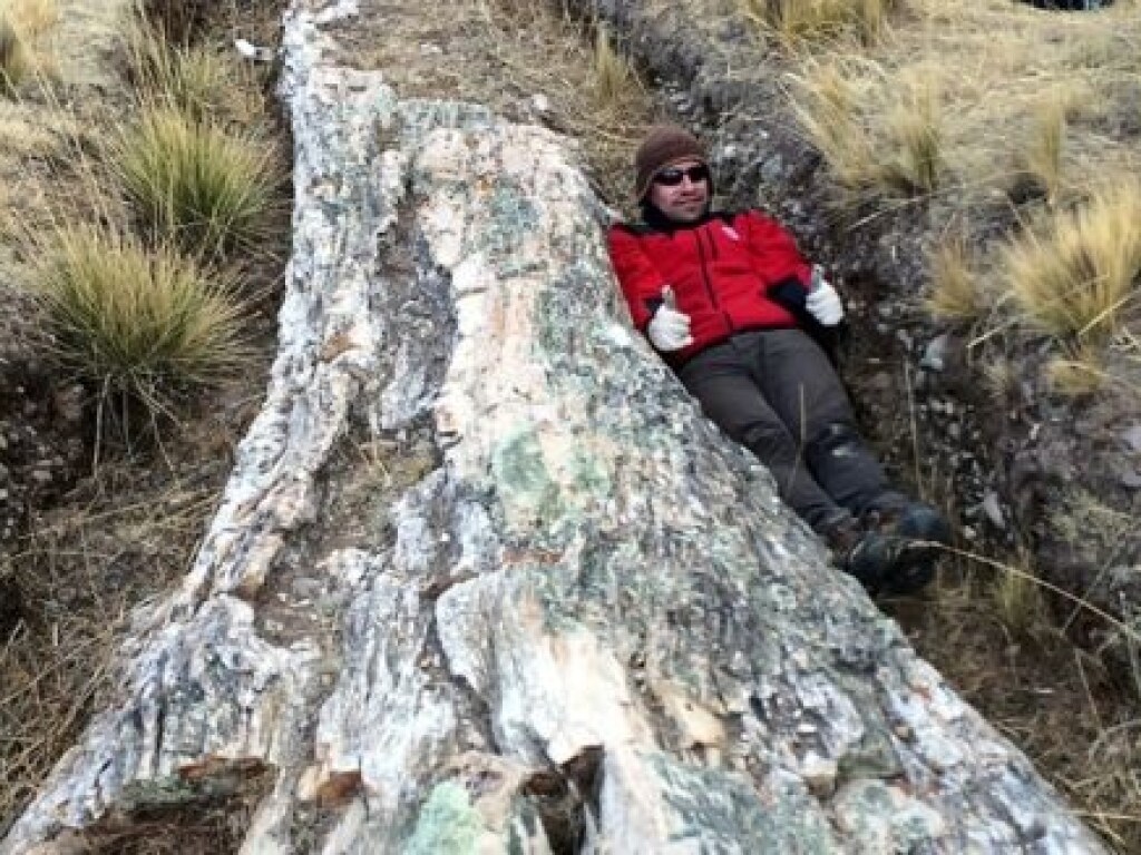 Ученые нашли 30-метровое дерево возрастом 10 миллионов лет (ФОТО)