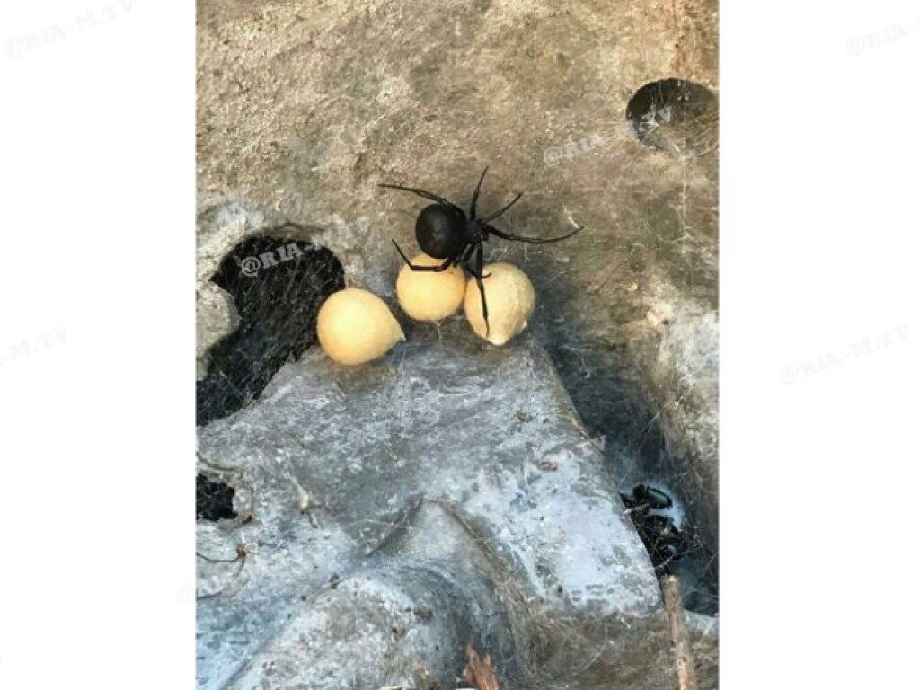 В Мелитополе во дворе частного дома обнаружили гнездо паука каракурта (ФОТО)