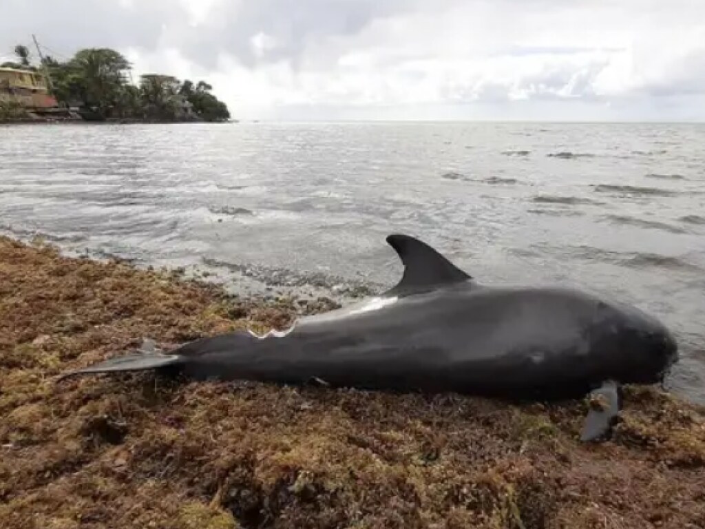 В Индийском океане возле места разлива нефти нашли 40 мертвых дельфинов (ФОТО, ВИДЕО)