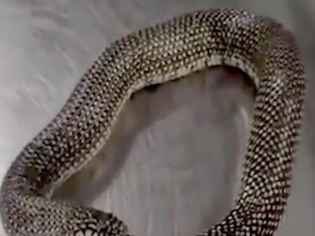 Новый вирусный ролик: змея пожирает саму себя (ФОТО, ВИДЕО)