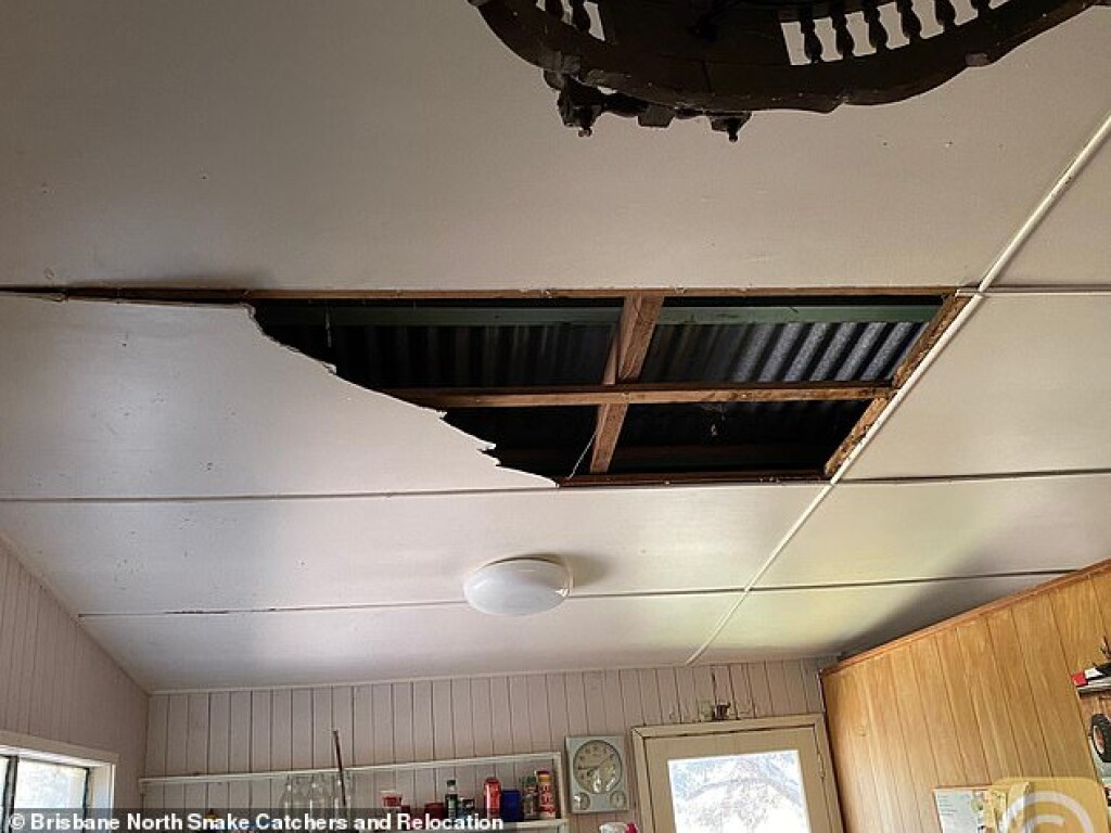 Грелись на солнце: В Австралии два питона проломили крышу особняка и напугали хозяина жилья (ФОТО)