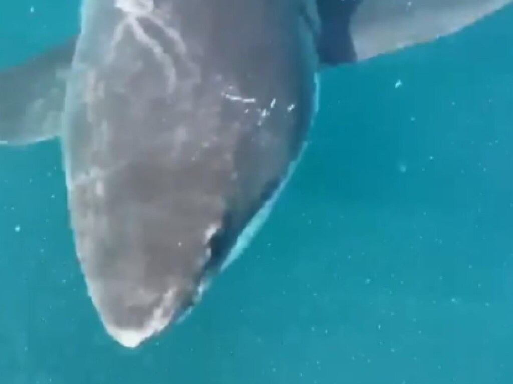 Откусила часть винта: Акула-людоед атаковала рыбацкую лодку у берегов Австралии (ФОТО, ВИДЕО)