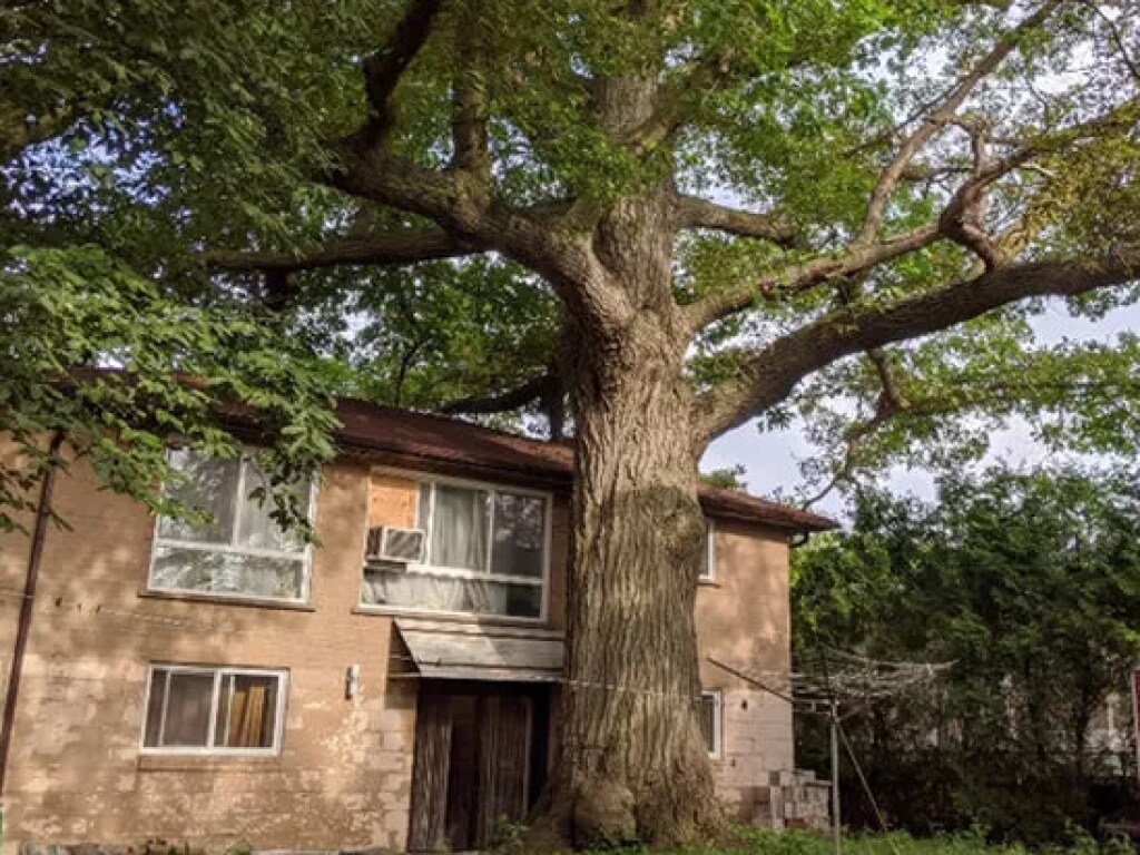 Мужчина решил продать дом ради спасения 300-летнего дуба (ФОТО)