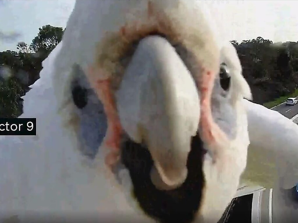 Наглый попугай атаковал камеру видеофиксации (ФОТО, ВИДЕО)
