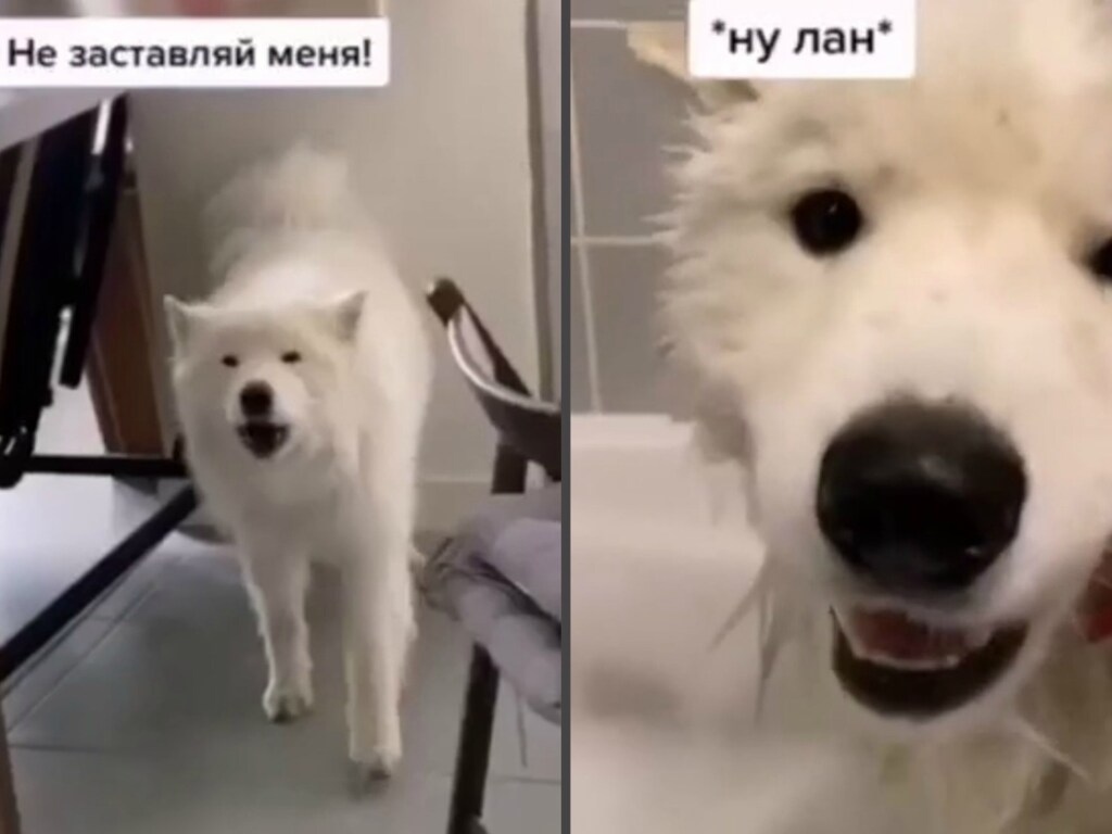 Хитрый парень показал, как заманить собаку-грязнулю в ванную (ФОТО, ВИДЕО)