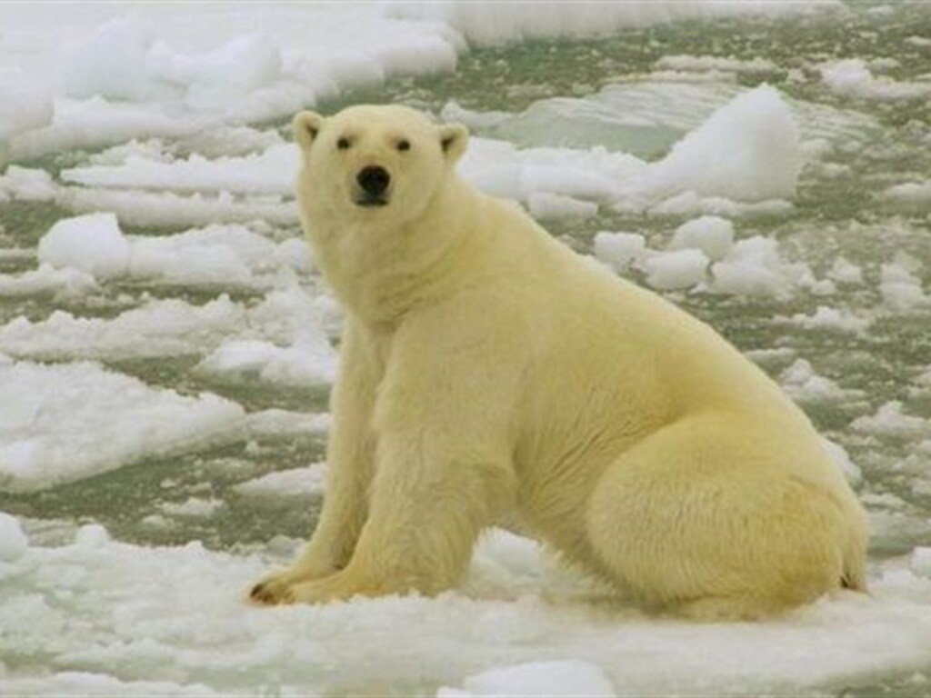 Белый медведь убил менеджера по защите от белых медведей
