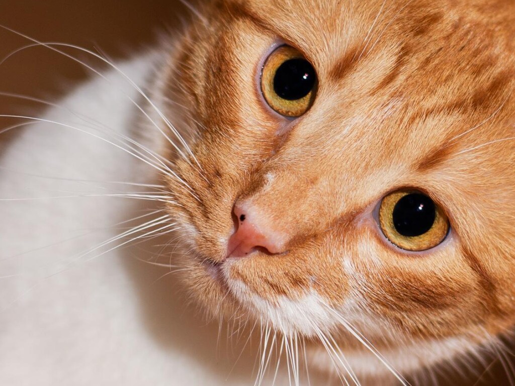 Эпичная схватка рыжего кота с воротами попала на видео и рассмешила Сеть