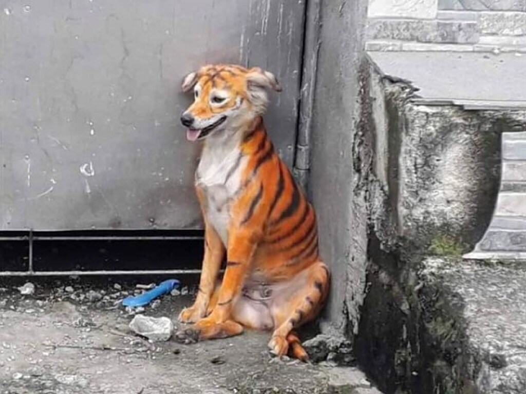 Хулиганы перекрасили бродячую собаку в тигра и вызвали возмущение в Сети (ФОТО)
