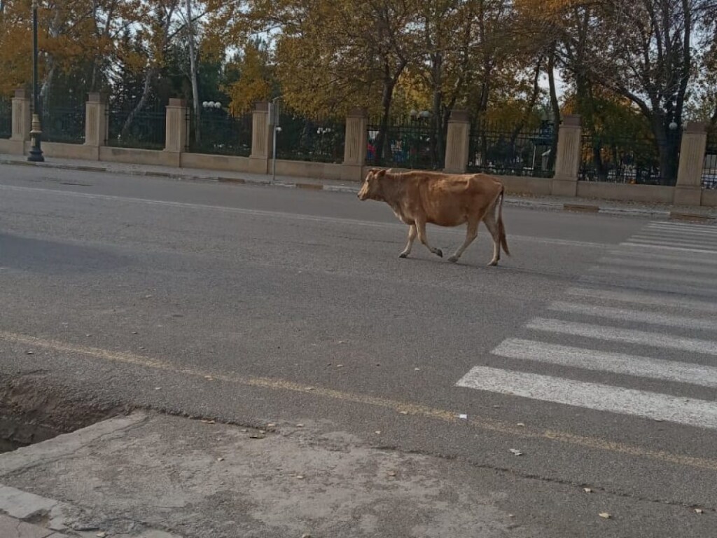 Шла в горсовет на прием: В центре Скадовска заметили гуляющую корову (ФОТО, ВИДЕО)