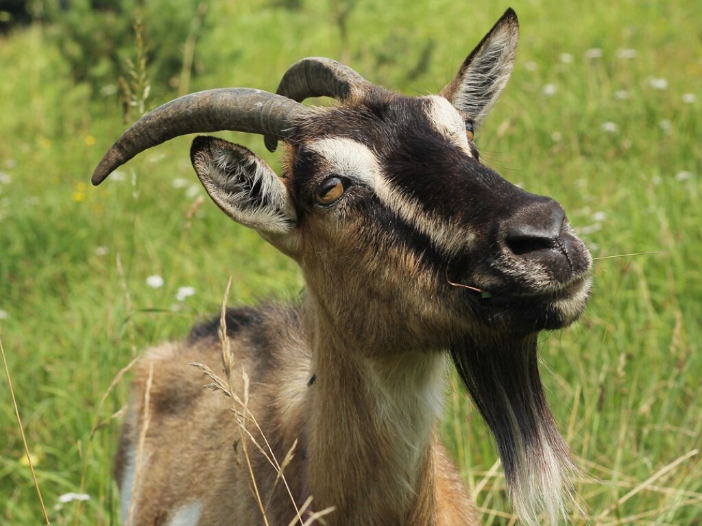 Вороватая коза была поймана с поличным за поеданием соседской почты (ВИДЕО)