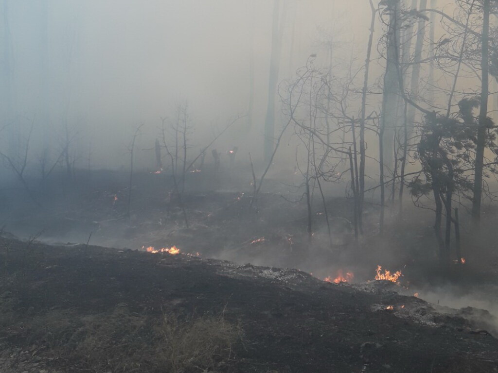 В лесничестве в Харьковской области горят деревья и дома: огонь охватил площадь 80 гектаров (ФОТО)