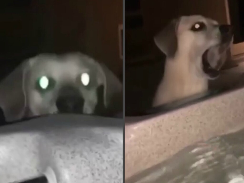 Домашний пёс набросал хозяйке в ванну камней: опубликовано забавное видео