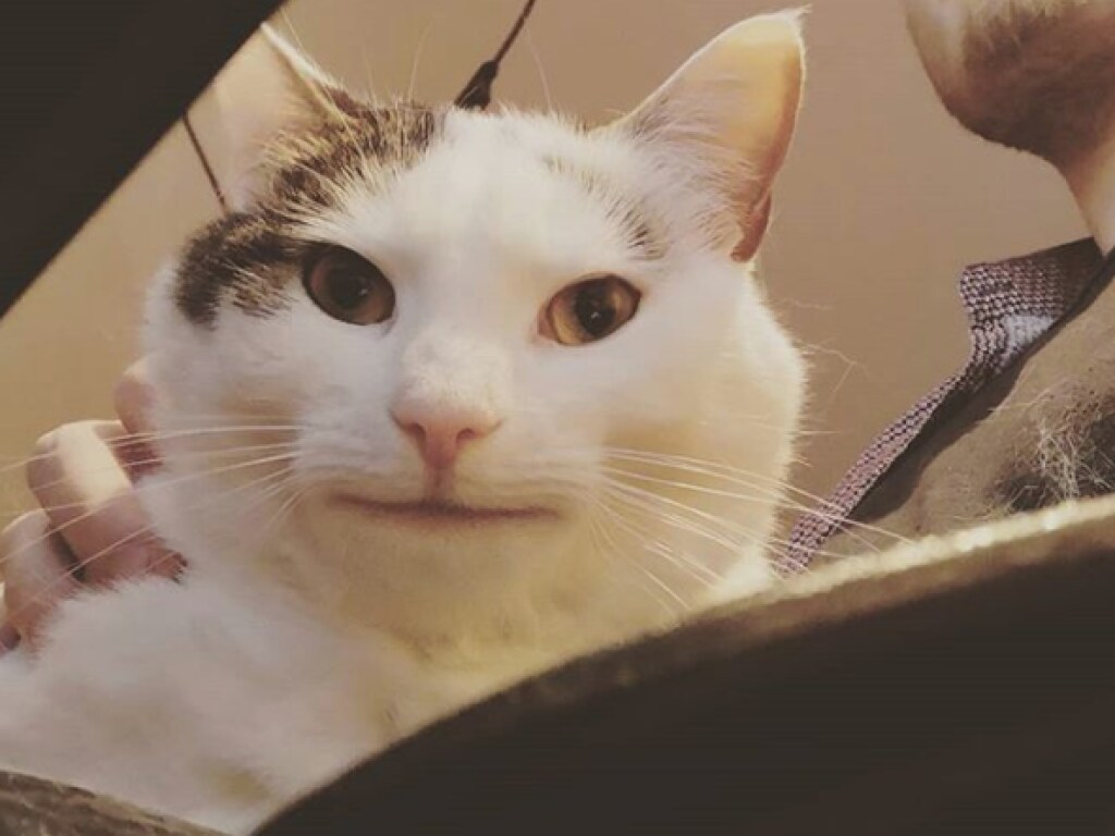 «Вежливый кот» с широкой улыбкой «взорвал» Instagram (ФОТО)