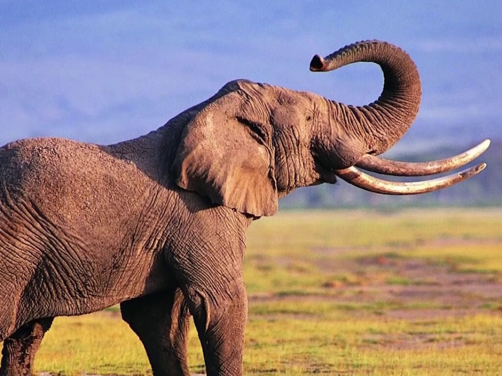 Уникальное открытие ученых: слоны могут зевать, подражая человеку (ФОТО, ВИДЕО)