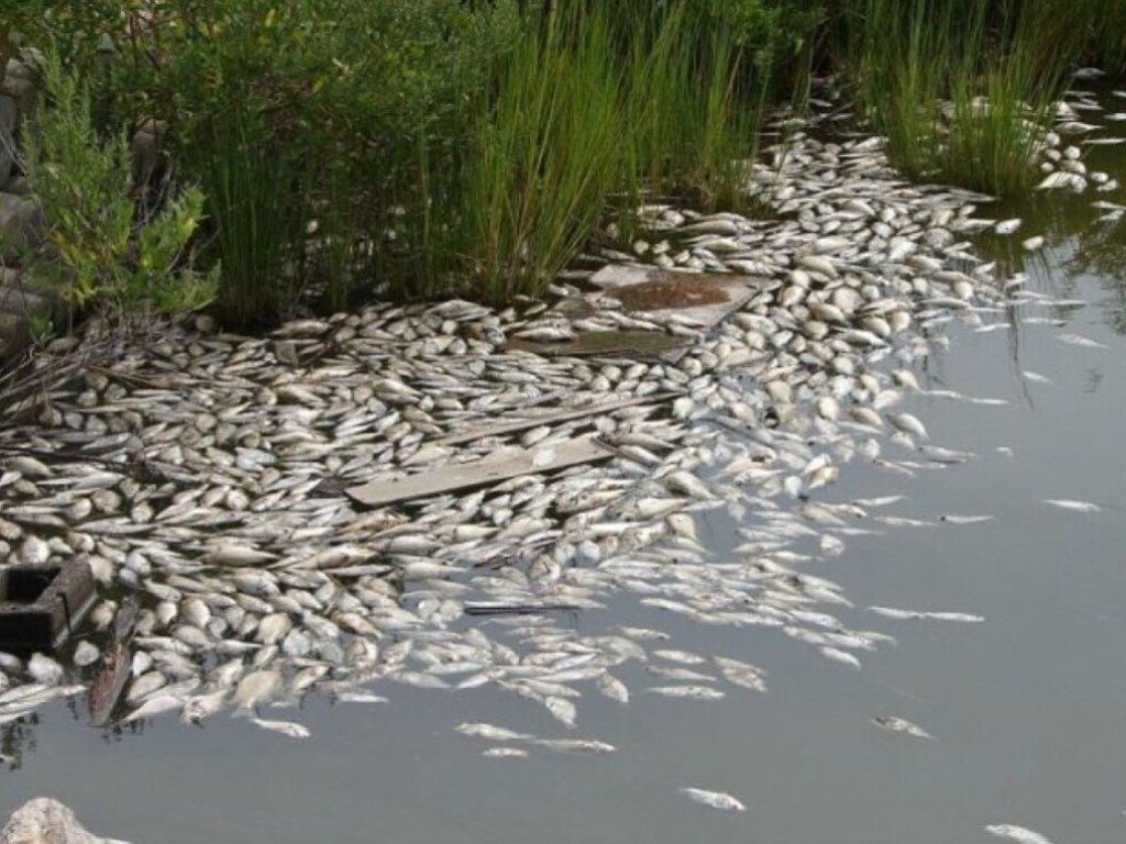 В украинских водоемах массово гибнет рыба