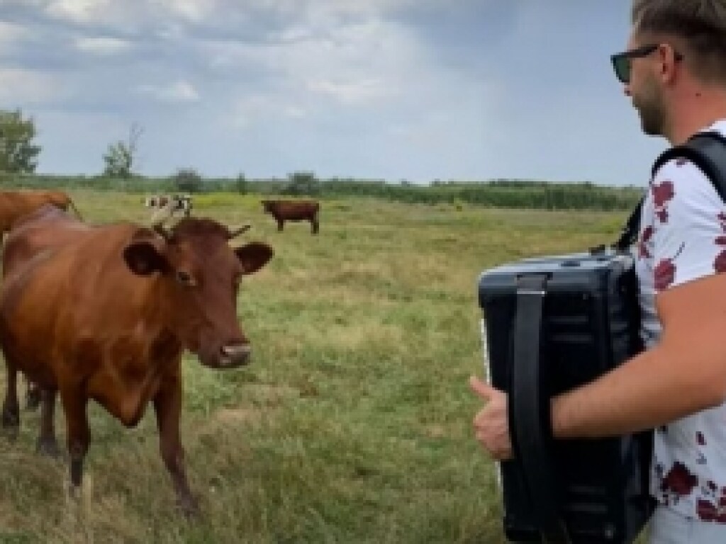 В Запорожской области музыкант сыграл для коров концерт на аккордеоне (ФОТО, ВИДЕО)