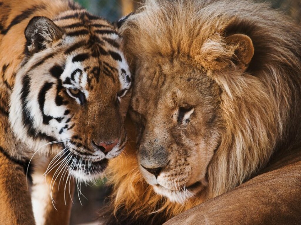 Кошачьи забавы: тигр и лев дурачились в траве (ВИДЕО)