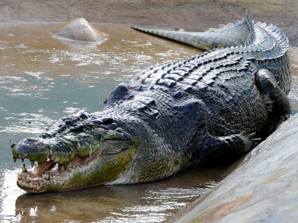 Парень голыми руками скрутил крокодила, напавшего на его брата-подростка