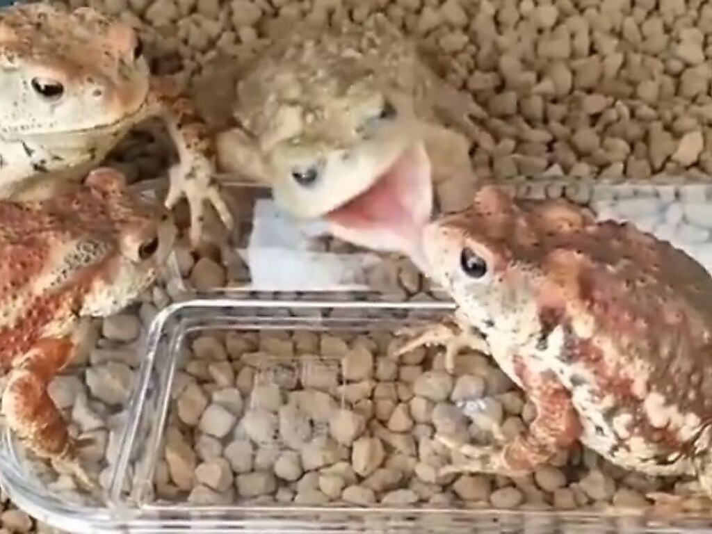 Жадные жабы устроили эпичную разборку из-за червяка и рассмешили Сеть (ФОТО, ВИДЕО)