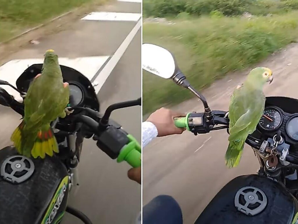 Попугай устроился за руль байка и стал имитировать клаксон (ФОТО, ВИДЕО)