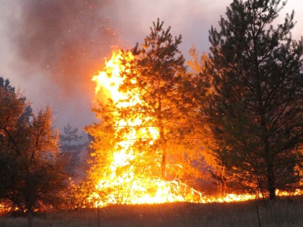 В результате климатических изменений последствия лесных пожаров могут быть катастрофическими &#8212; эколог