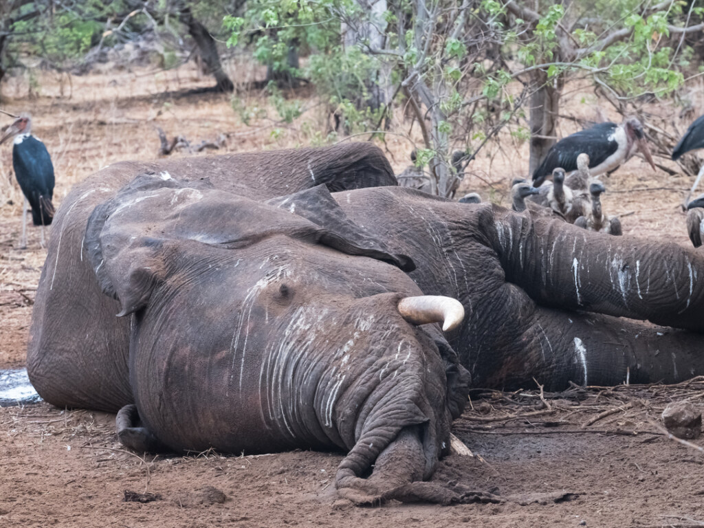Причина гибели не известна: в Зимбабве вдвое увеличилось число умерших слонов