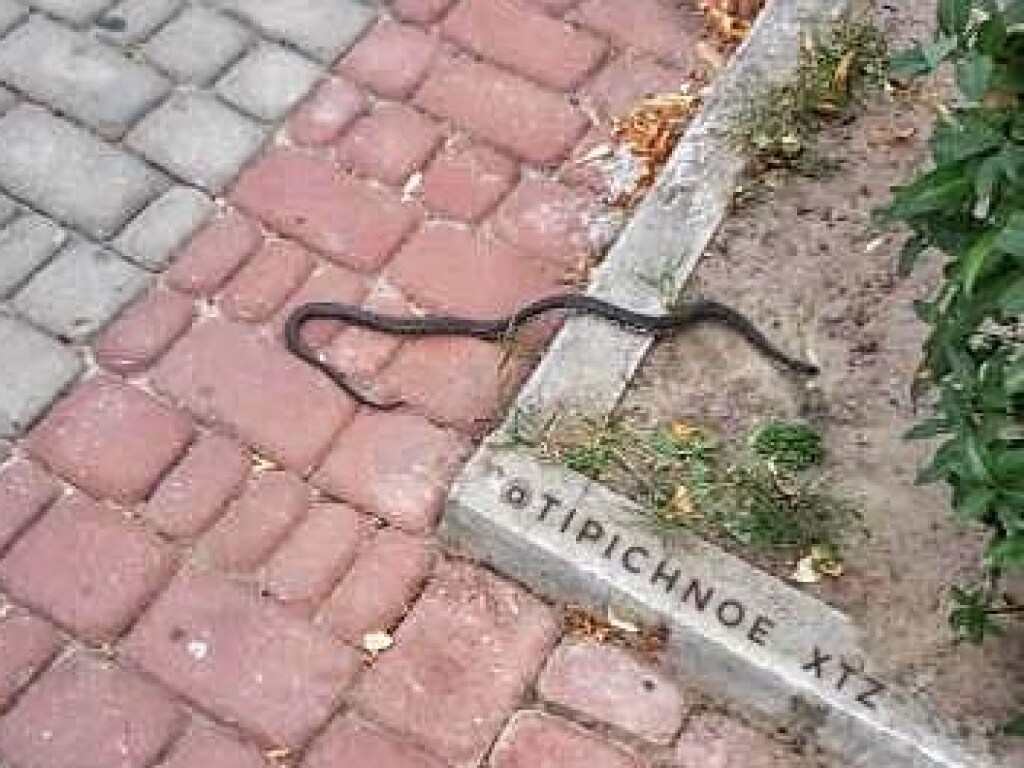 В Харькове на Бурсацком спуске обнаружили змею (ФОТО)