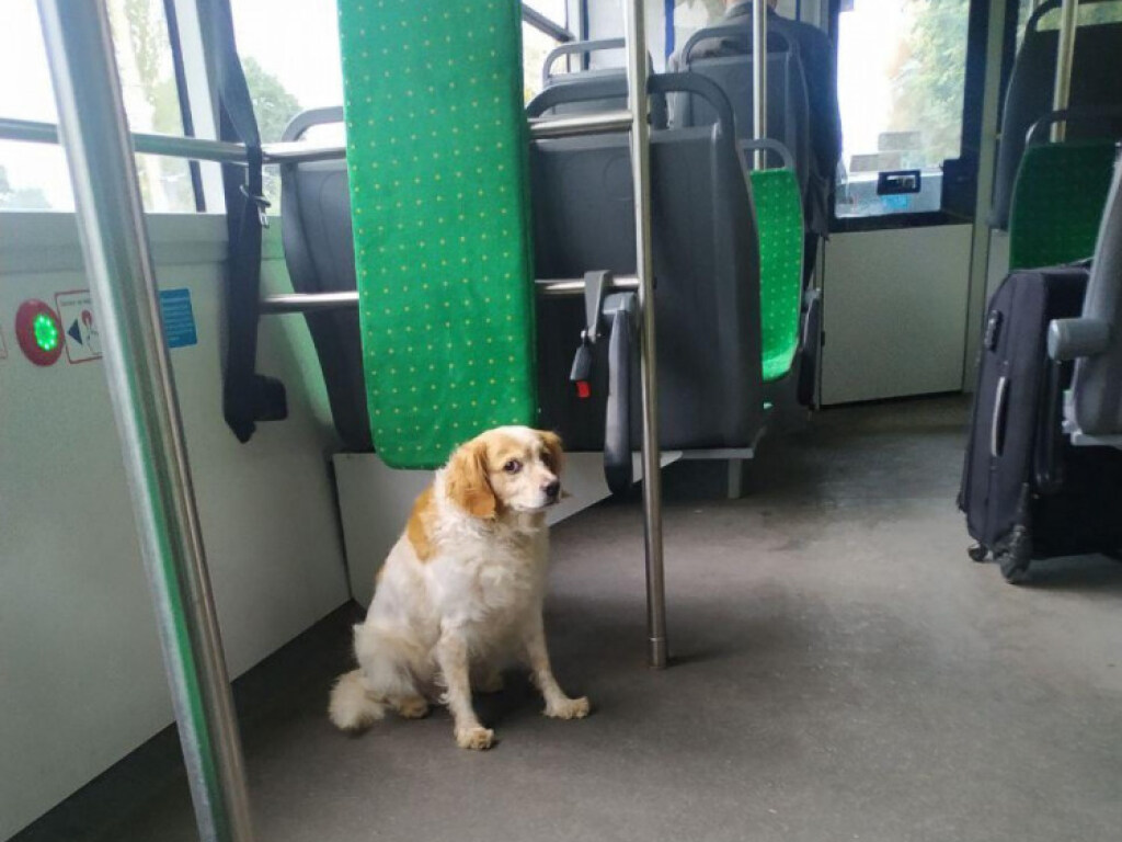 Во Львове потерявшаяся собака ездит в троллейбусе (ФОТО)