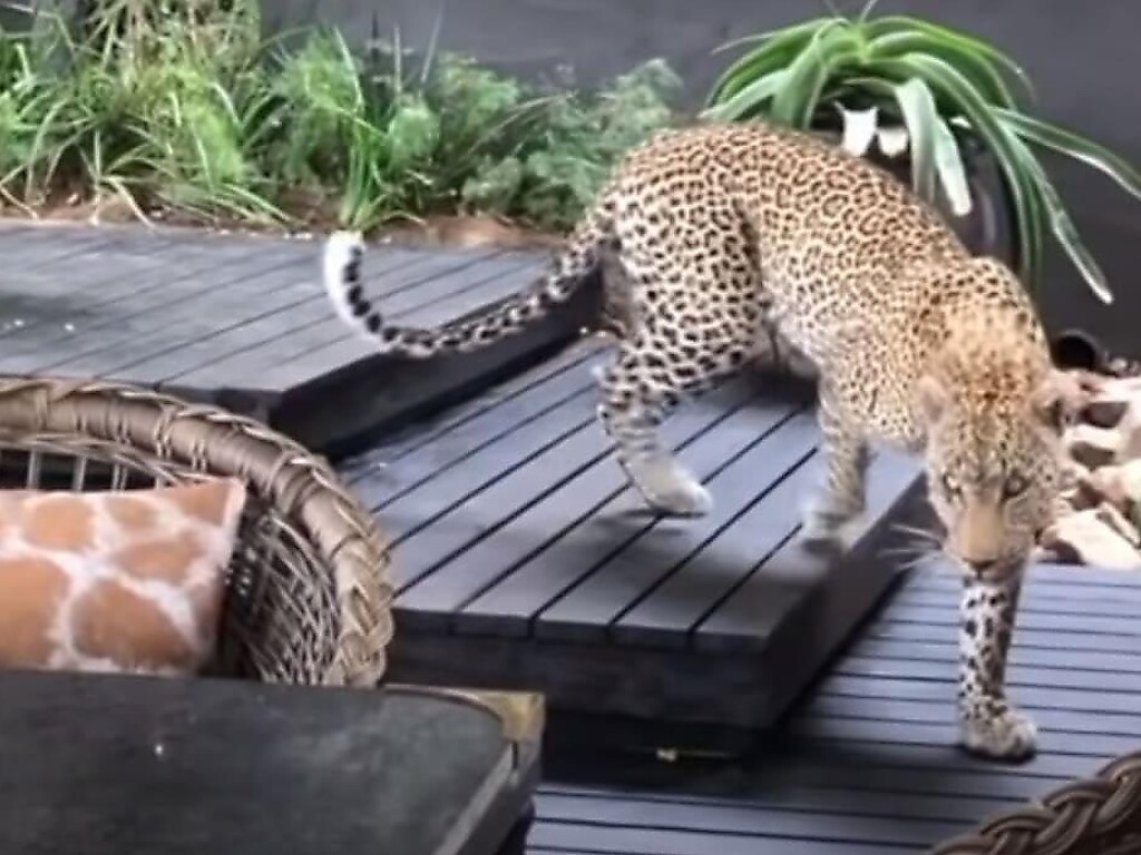 Леопард преследовал козла и нарушил покой туристов в ЮАР (ФОТО, ВИДЕО)