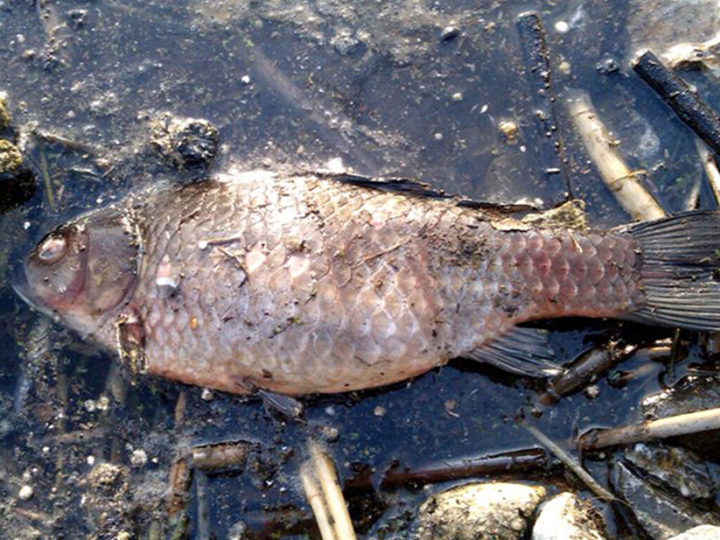 В Украине зафиксирована массовая гибель рыбы на заповедных территориях (ФОТО)
