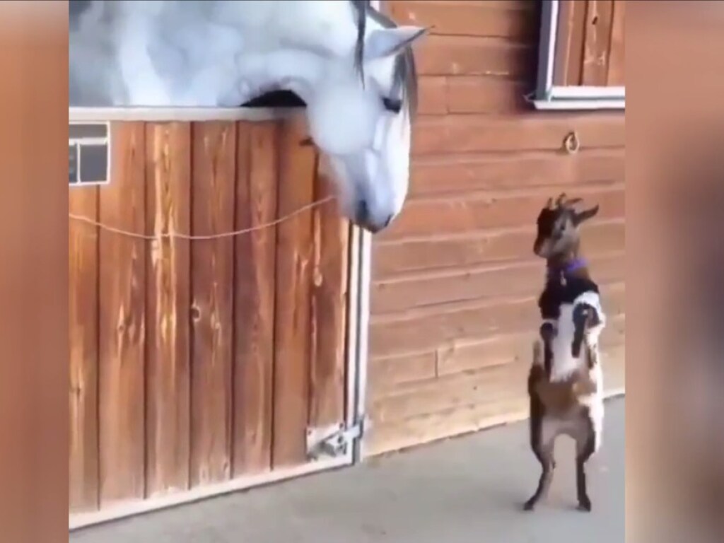 Козленок попытался забодать большого коня и рассмешил Сеть (ФОТО, ВИДЕО)