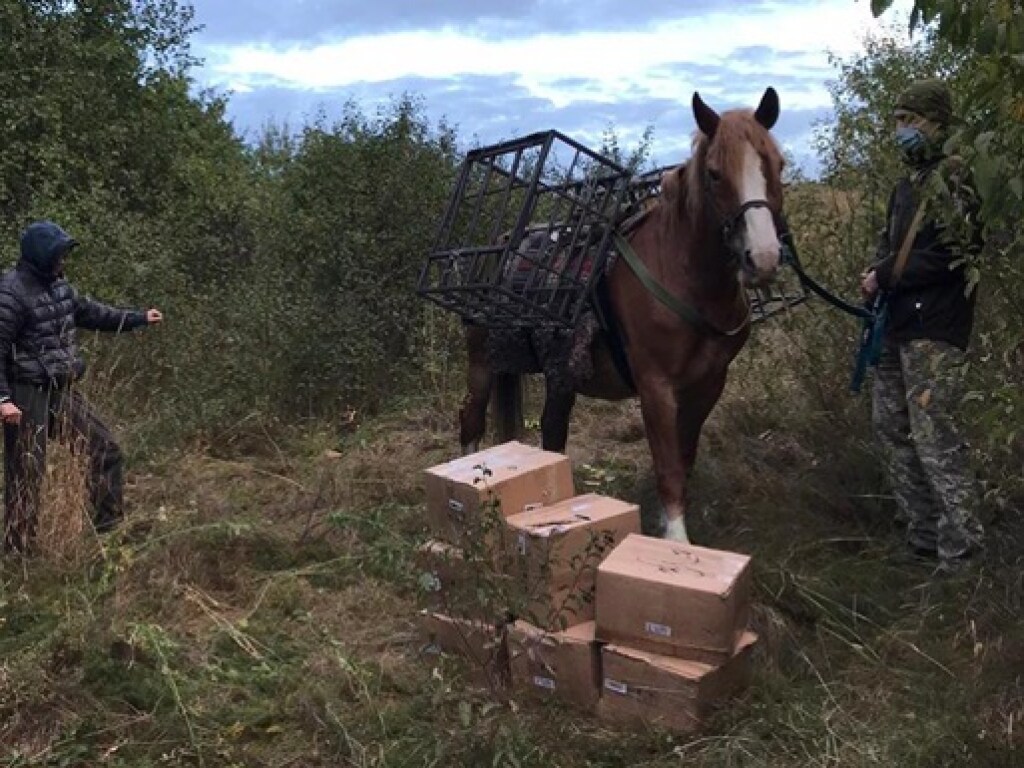 Вестерны отдыхают: Контрабандист на лошади пытался провести российский табак в Украину (ФОТО, ВИДЕО)