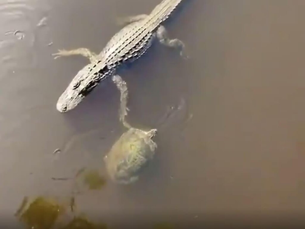 Коварная черепаха эпично поздоровалась с крокодилом и вызвала восторг в Сети (ФОТО, ВИДЕО)