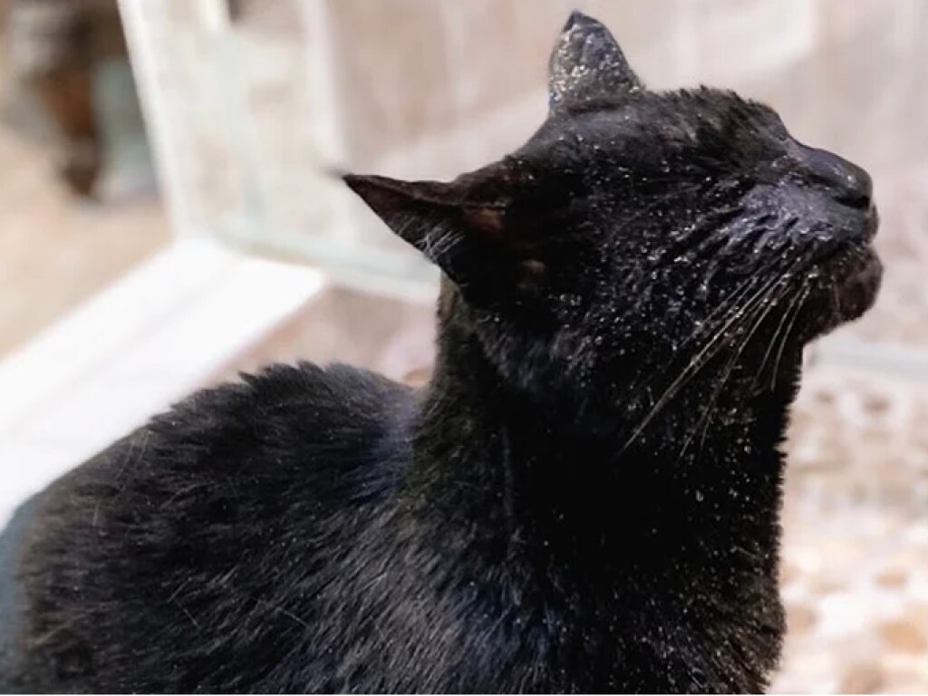 Слепой кот требует, чтобы его каждый день купали: вместо фена — котенок (ВИДЕО)