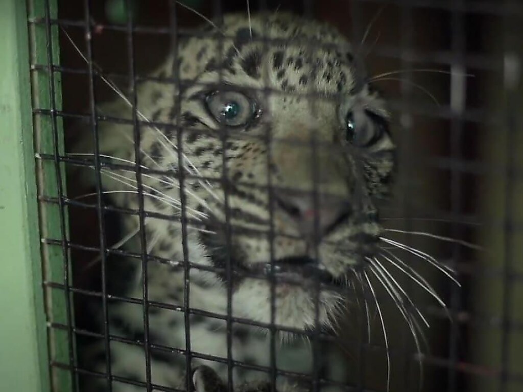Спасатели вернули самке леопарда детеныша, который угодил в колодец (ФОТО, ВИДЕО)