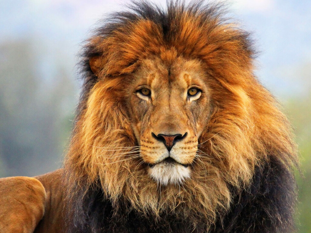 В Сети показали пиршество львов после нападения на антилоп в Южной Африке (ВИДЕО)