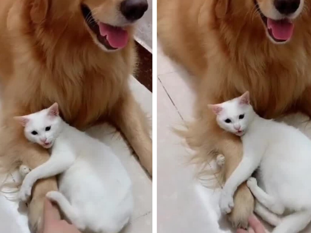 «Милая парочка»:  кот ревновал домашнюю собаку и улегся у ее лап (ФОТО, ВИДЕО)
