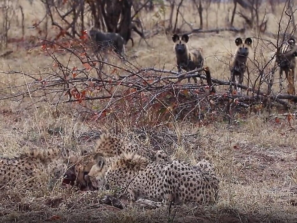 Стая гиен решила поторопить мирно обедающих гепардов (ФОТО, ВИДЕО)