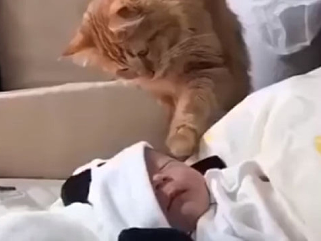 Кошка впервые увидела младенца и знатно удивилась (ФОТО, ВИДЕО)