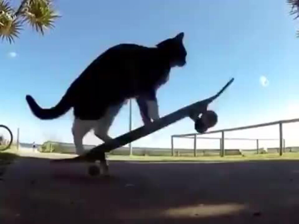 Кот решил покататься на скейтборде и вызвал восторг у пользователей Сети (ФОТО, ВИДЕО)