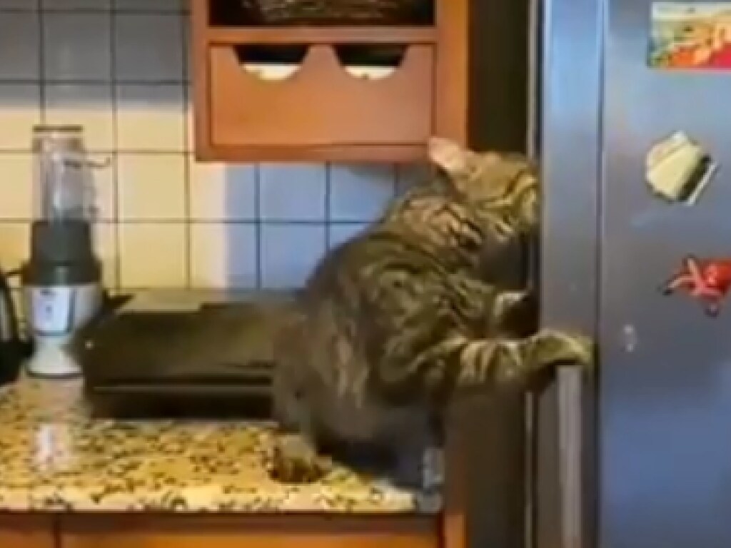 «Ограбление века»: Голодный кот решил полакомиться вкусняшками из хозяйского холодильника и стал звездой Сети (ФОТО)