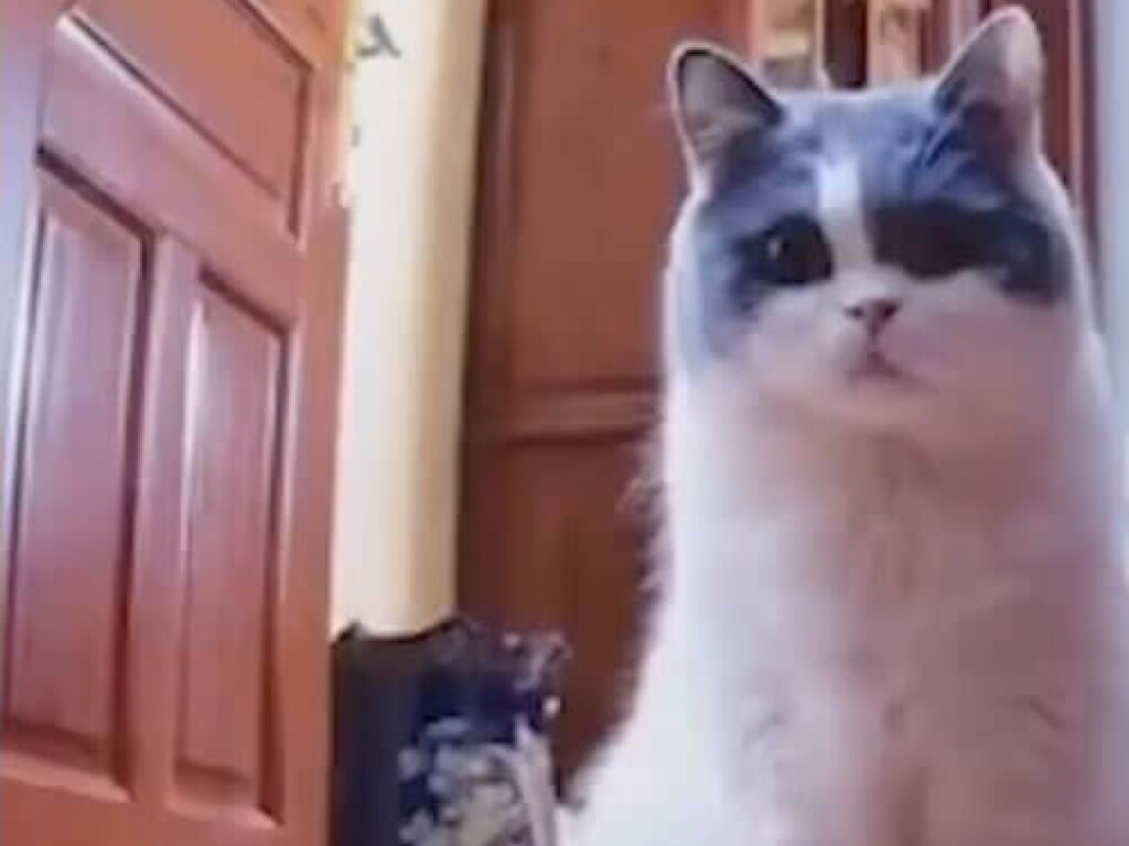 Кошка всю ночь просидела перед видеокамерой в ожидании звонка от хозяина (ФОТО, ВИДЕО)