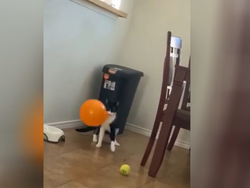 Кот украл воздушный шар и уморил Сеть (ФОТО, ВИДЕО)