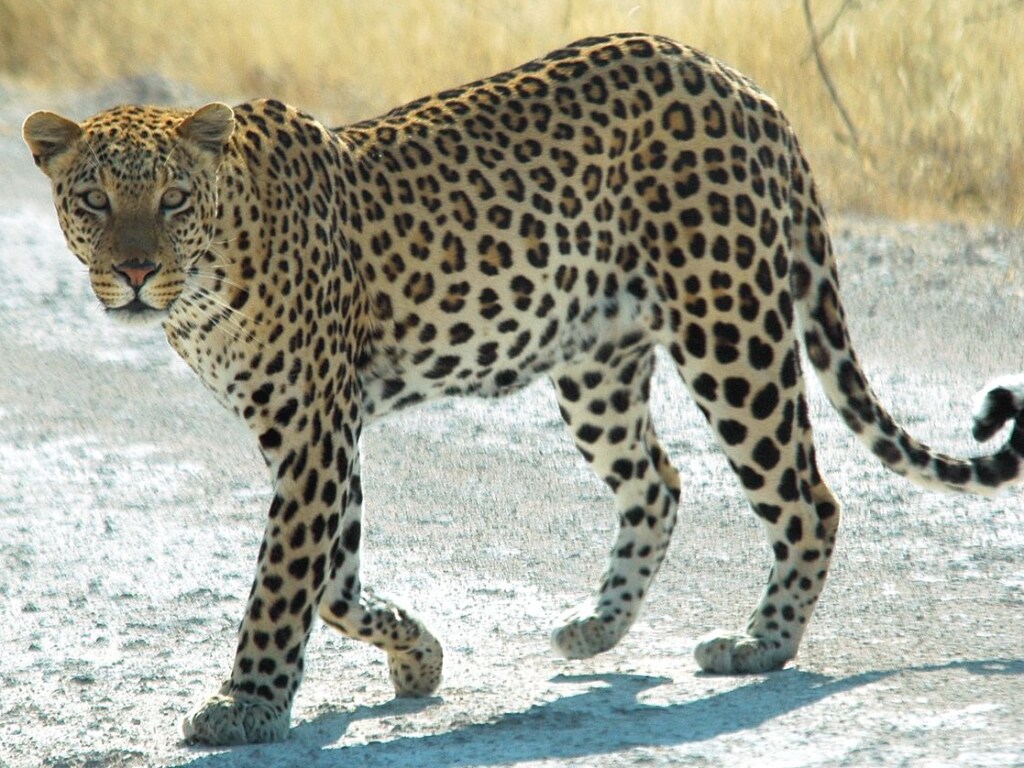В южноафриканском отеле заметили гуляющего леопарда: гости оказались беззащитными перед зверем (ВИДЕО)