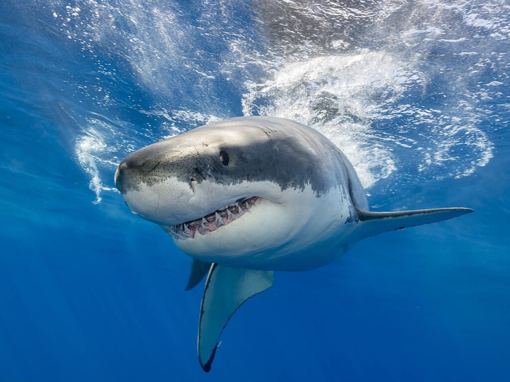 В Австралии во время серфинга погиб 46-летний бизнесмен: не пережил нападения белой акулы