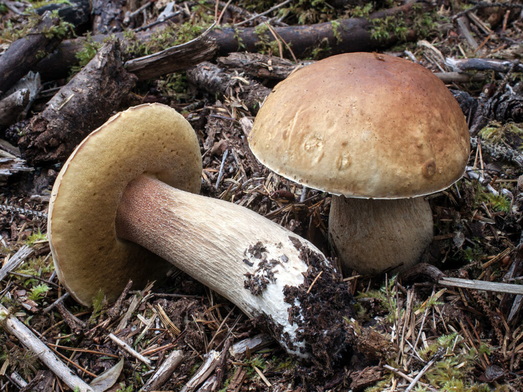 «Царь леса»: эксперты назвали гриб способный заменить мясо и предотвращать рак