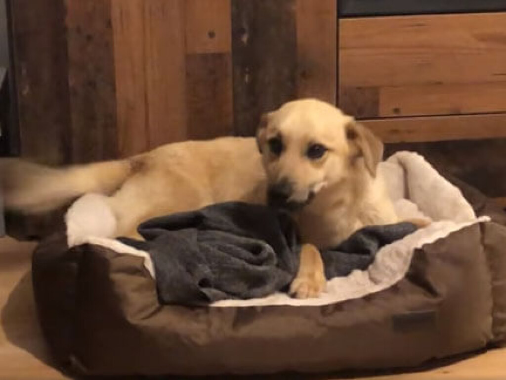 Бездомный пес впервые в жизни обзавелся домом и собственной кроватью: невероятные эмоции (ФОТО, ВИДЕО)