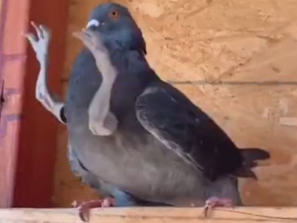 Жительница США приделала птицам «лапы динозавров» и рассмешила Сеть (ФОТО, ВИДЕО)